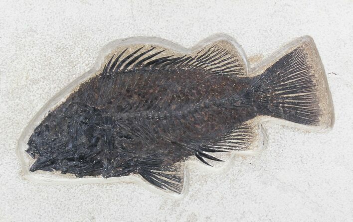 Huge Priscacara Serrata Fossil Fish - Inch Layer #30746